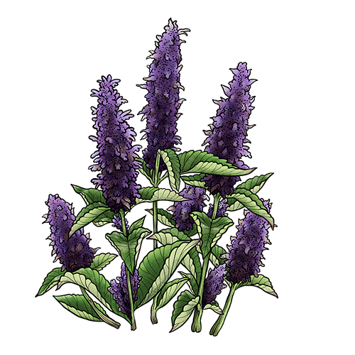 agastache anisée