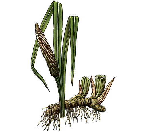 calamus