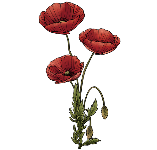 coquelicot