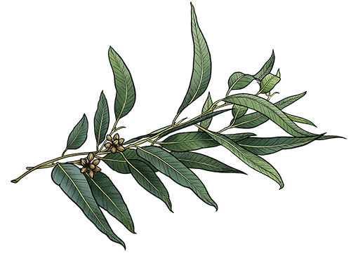 eucalyptus