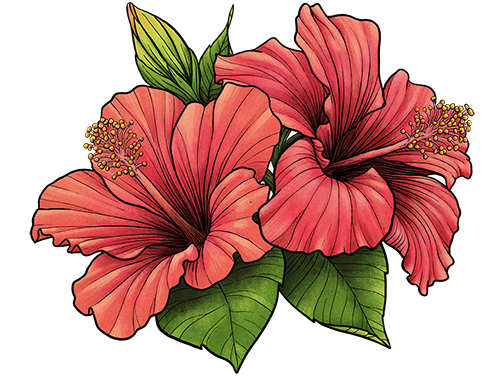 hibiscus