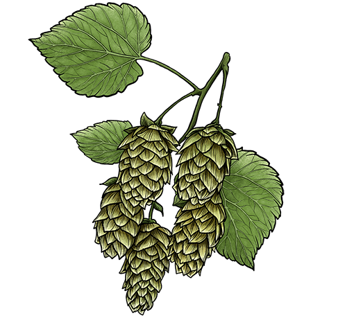 houblon
