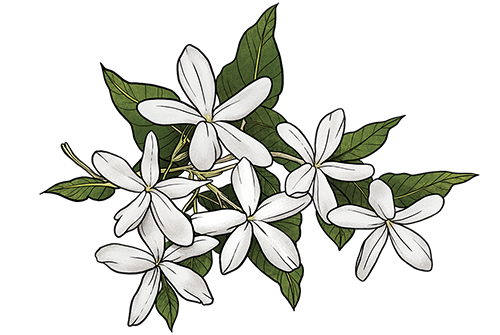 jasmin