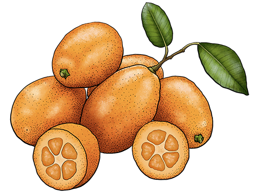 kumquat