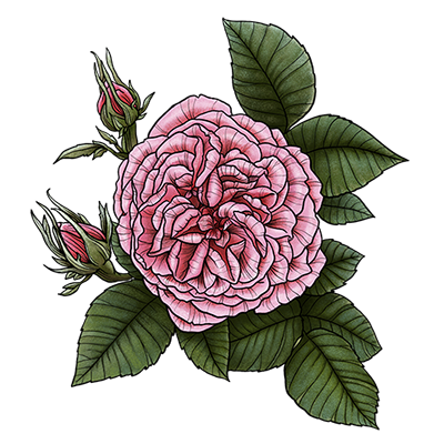 rose centifolia