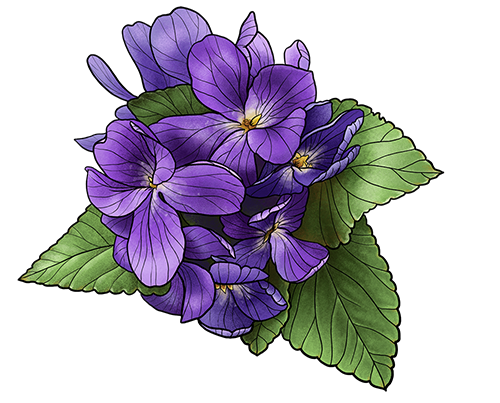 violette